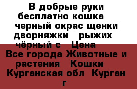 В добрые руки бесплатно,кошка,2.5черный окрас,щенки дворняжки,3 рыжих 1 чёрный,с › Цена ­ - - Все города Животные и растения » Кошки   . Курганская обл.,Курган г.